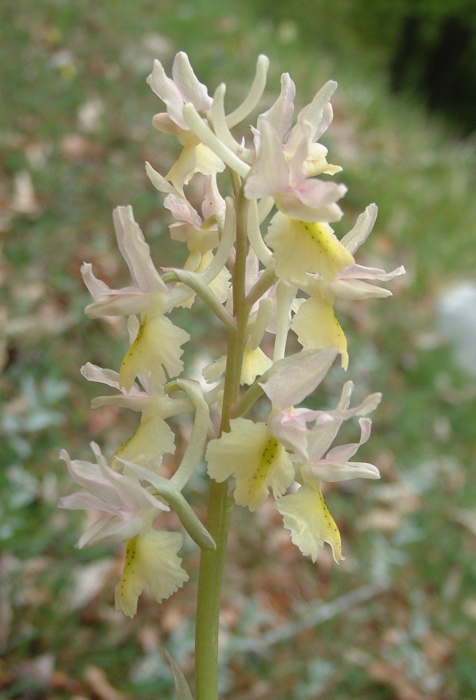 Orchis x colemanii (ibrido: Or. mascula x Or. pauciflora)